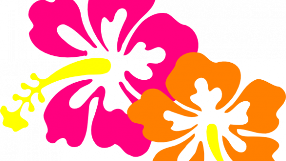Authentic Hawaiian Flowers Cartoon Hibiscus Flower - Hibiscus Tote Bag, Adult Unisex, Natural (585x329)