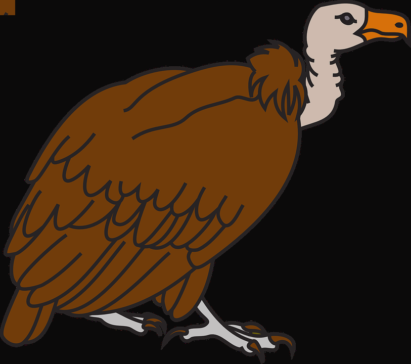 Vulture Clipart Transparent Background (813x720)