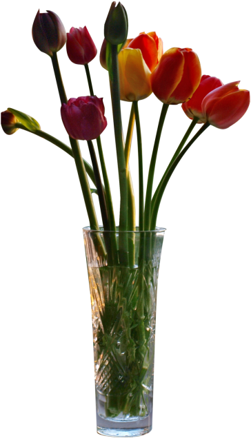 Tulips In Vase Cut Out Image Png Images - Vase Png For Photoshop (400x688)