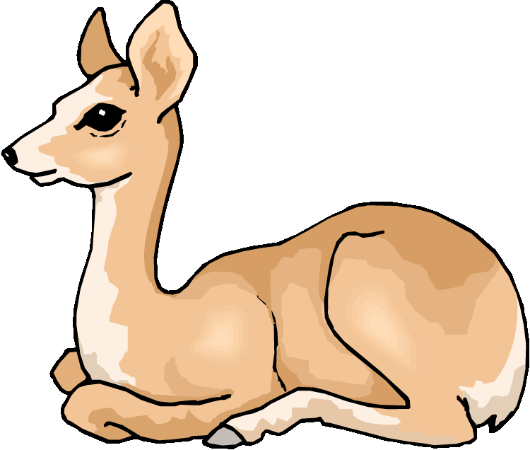 Mammal Clipart Forest Wildlife - Deciduous Forest Animals Clipart (750x636)