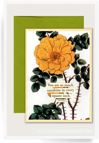 So Much Sunshine Folded Greeting Card - Tagetes Patula (337x480)