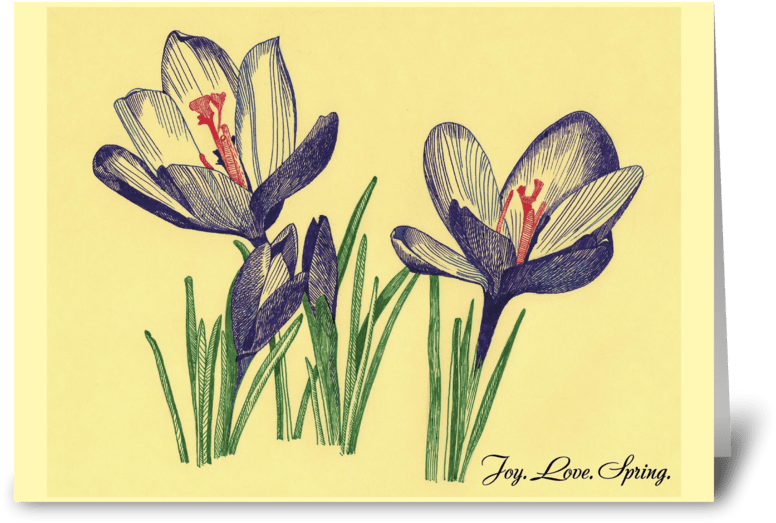 Spring Flowers Crocuses Drawing Greeting Card - Snow Crocus (848x698)