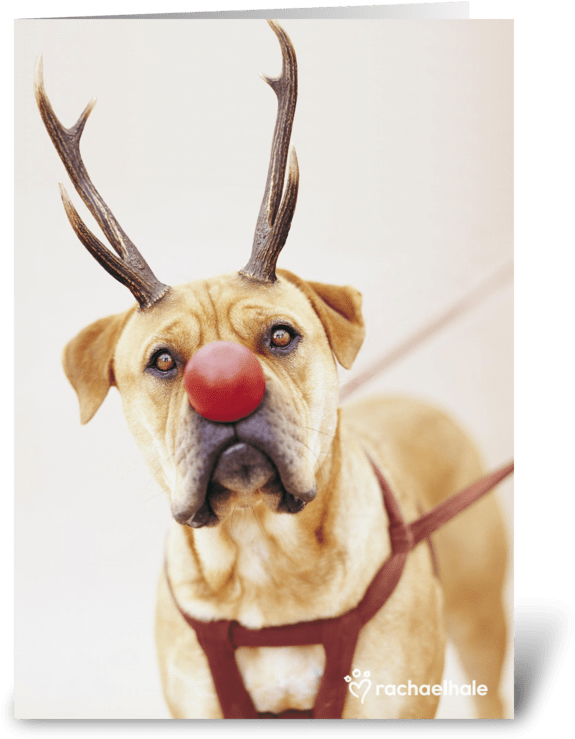 A Red Nose Will Get You Everywhere Greeting Card - Greeting Card (700x792)