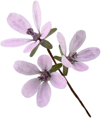 Scrapbook, Wedding, Scrapbook, Wedding, Clipart, Scrap, - Artificial Flower (428x500)