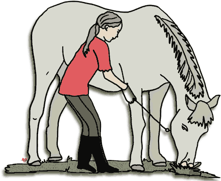 Taking Care Of Animals Clipart - Horse And Girl Clipart (450x376)