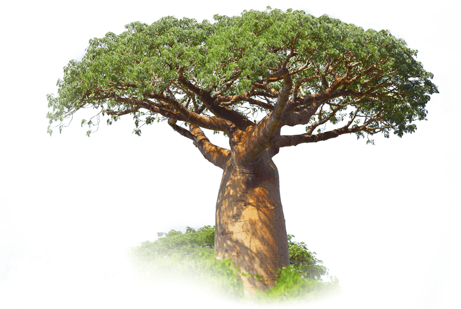 Baobab Bomen - A'pieu My Skin-fit Sheet Mask Baobab - 1 Sheet (915x614)