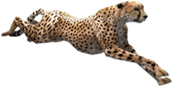 Cheetah Bulk Png Images - Cheetah (600x533)