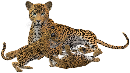 Cheetah, Big Cat, Predator, Wild Animal - Cheetah Cub Png (453x340)