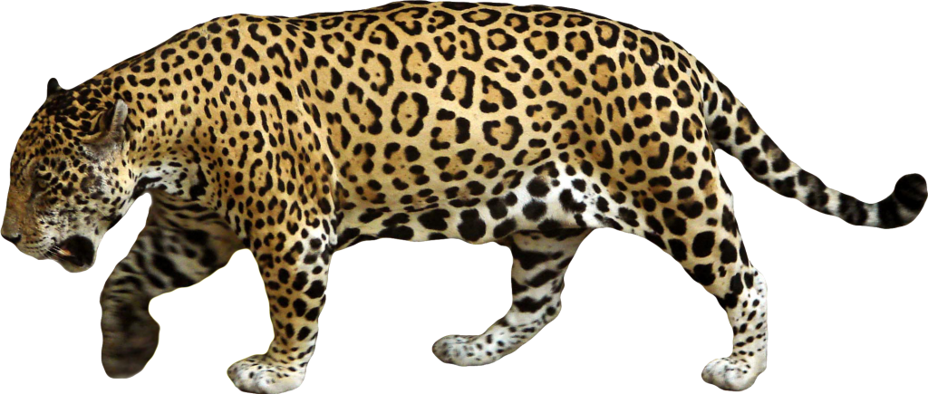 Jaguar Png - Jaguar Animal (1024x435)