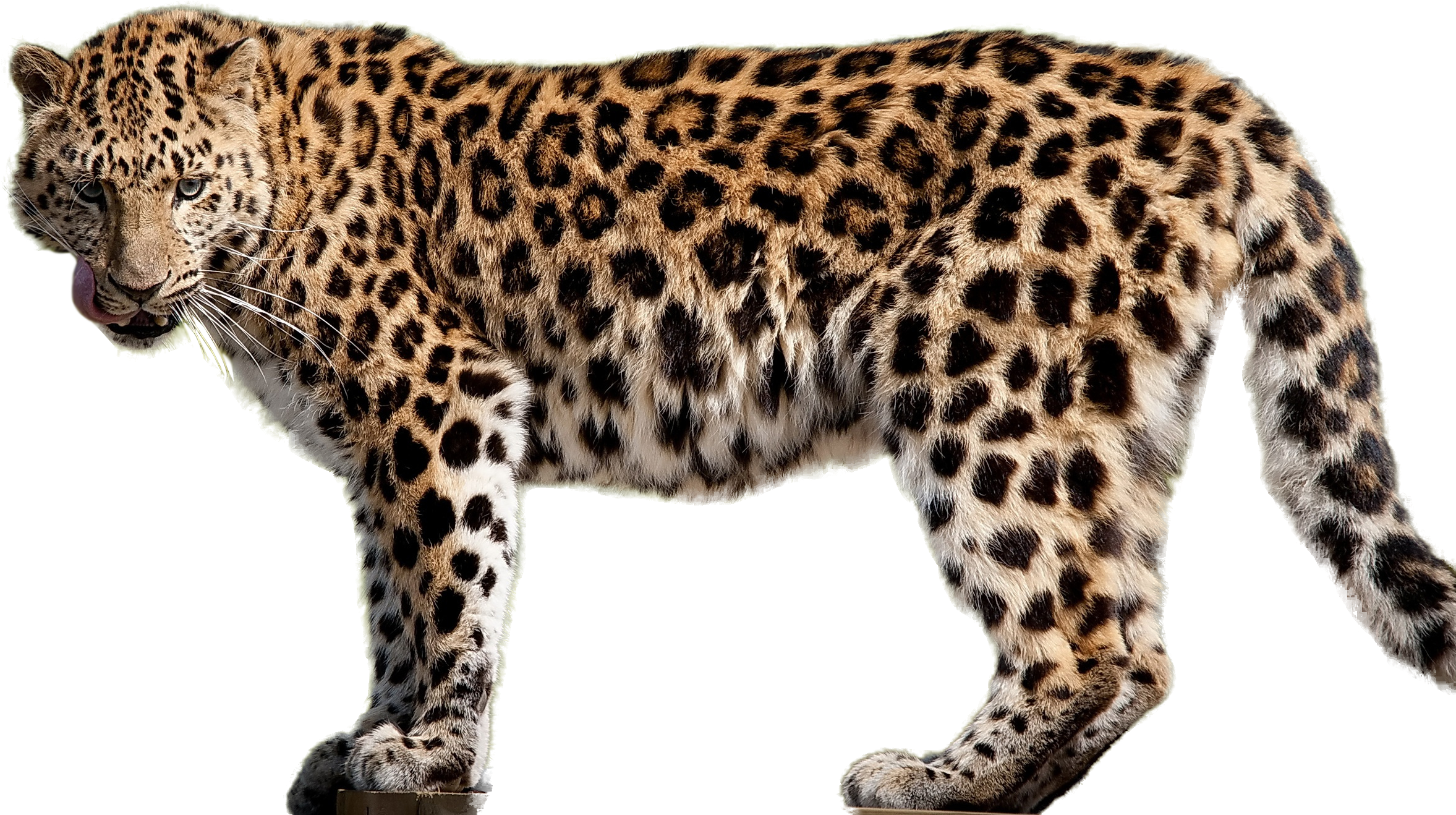 Jaguar Png (2560x1600)