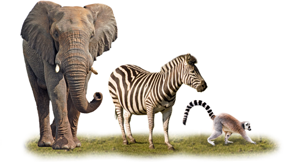 Tour The Land Of The King - National Wildlife Action Plan (580x350)