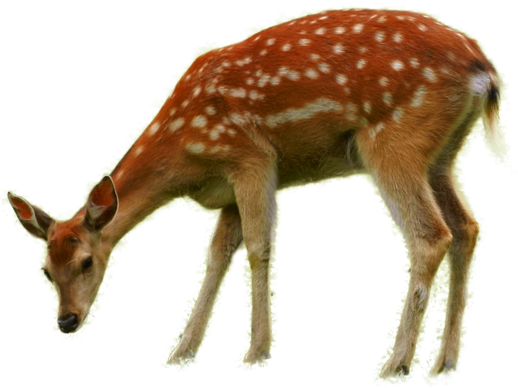 Bambi - Imagenes De Animales Png (1024x767)