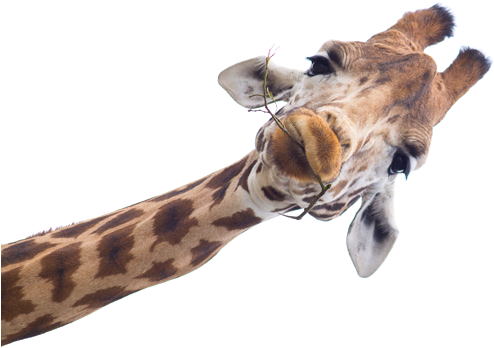 More Good Stuff - Living Things And Nonliving Things: A Compare (500x356)