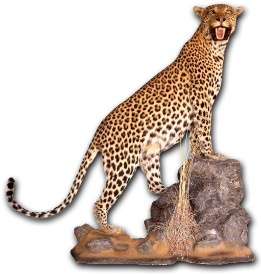 Leopard - Full Mount - Taxidermy (512x768)