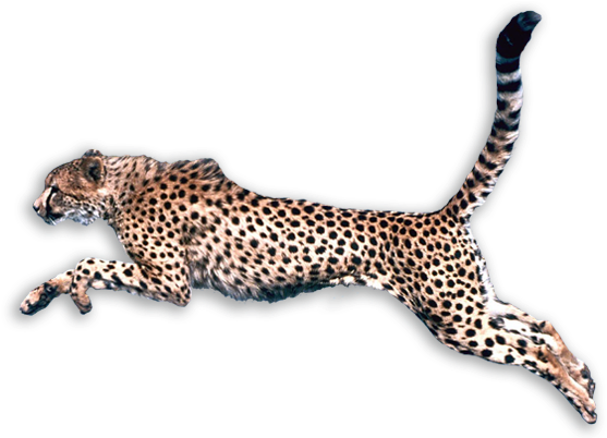 Cheetah Png - Angry Cheetah Png (580x401)