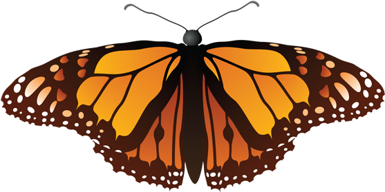 Download - Monarch Butterfly Shower Curtain (600x317)