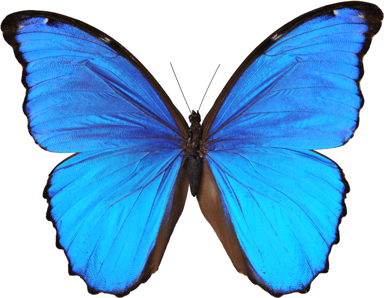 Transparent Butterfly Sticker (1000x664)