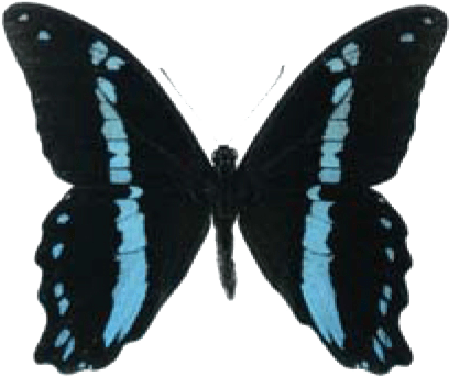 Blue Banded Swallowtail - Butterfly (422x366)