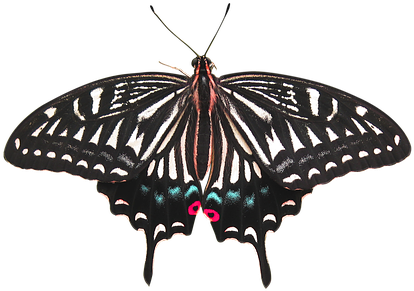 Butterfly Butterfly Isolated Isolated Butt - Kupu Kupu Background Transparan (453x340)