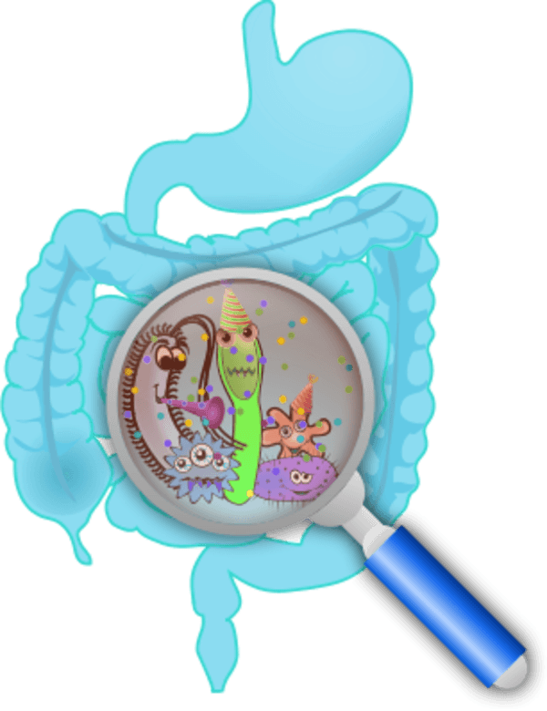 Human Intestine With A Zoom Lens Showing Organs - Colloidal Silver Enema (600x780)