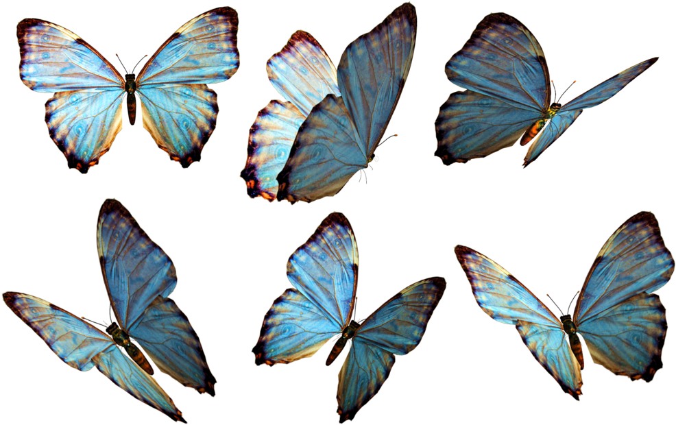 Photoshop Clipart Beautiful Butterfly - Butterflies Png (1024x660)