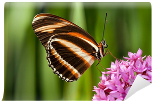 Banded Orange Butterfly On Pink Flowers Wall Mural - Dryadula Phaetusa (400x400)