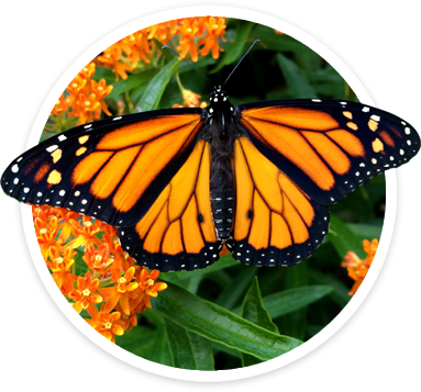 Monarch Butterfly On Butterfly Weed - Angangueo (383x357)