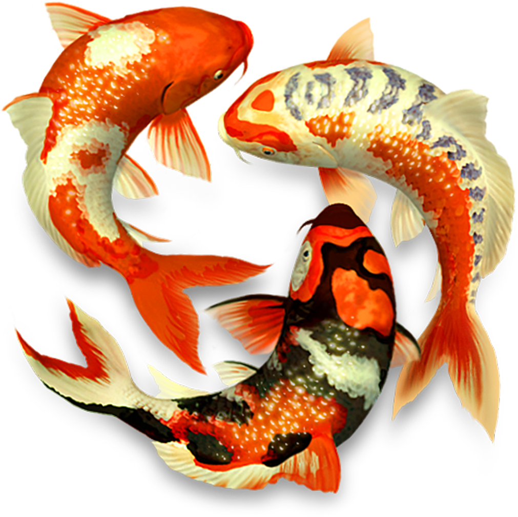 Transparent Koi Fish Png (1024x1024)