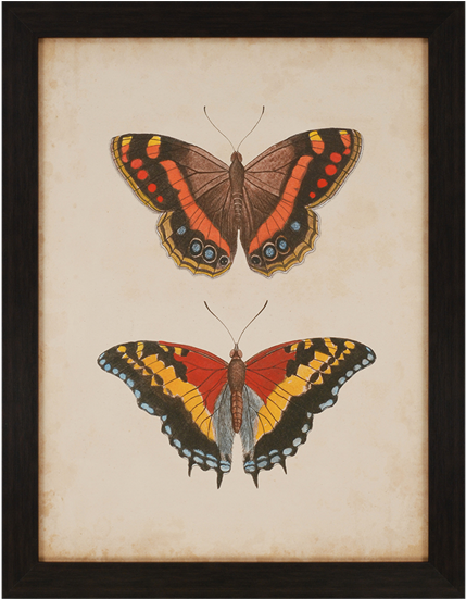 Antique Butterfly Iv - Paragon Antique Butterfly Iv By Anonymous Framed Graphic (550x550)