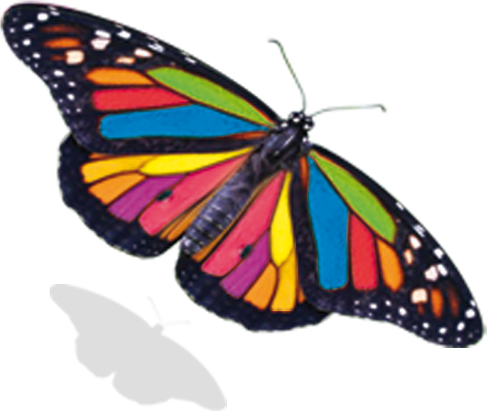 Limprimerie - Monarch Butterfly (1225x1080)