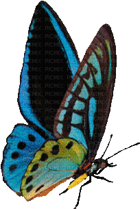 Blue Butterfly - Postage Stamp (400x400)