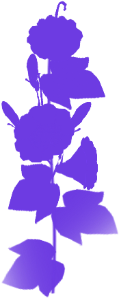 あさがお イラスト 白黒, 夏のイラスト素材 無料テンプレート 朝顔 シルエット - Summer (300x450)