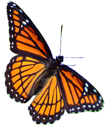 A - Monarch Butterfly - (553x564) Png Clipart Download
