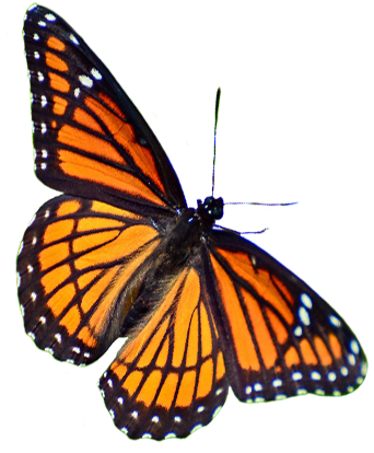A - Monarch Butterfly (553x564)