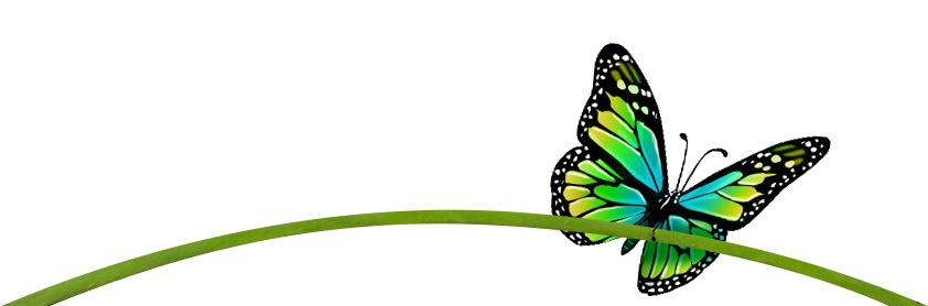 Get Help With Your Transformation Projects - Monarch Butterfly (868x277)