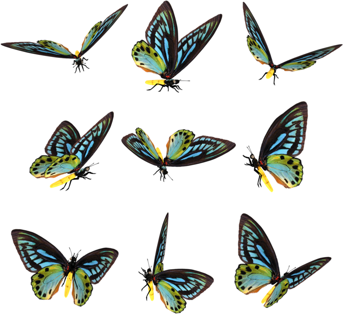 Brush-footed Butterflies Pieridae Butterfly Moth Photography - Butterfly (699x641)