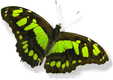Bio Seide * Wildseide * Ahimsa Seide * Naturseide * - Malachite Butterfly (422x296)