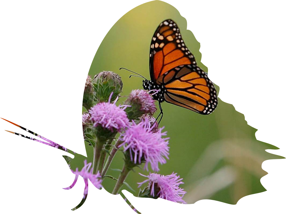 1 Reply 1 Retweet 9 Likes - Groups Of Butterflies (1200x900)