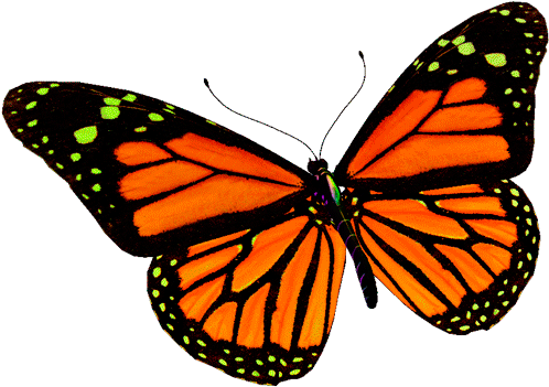 Изображение Для Плейкаста - Circle Of Life: Life Cycle Of A Butterfly (600x600)