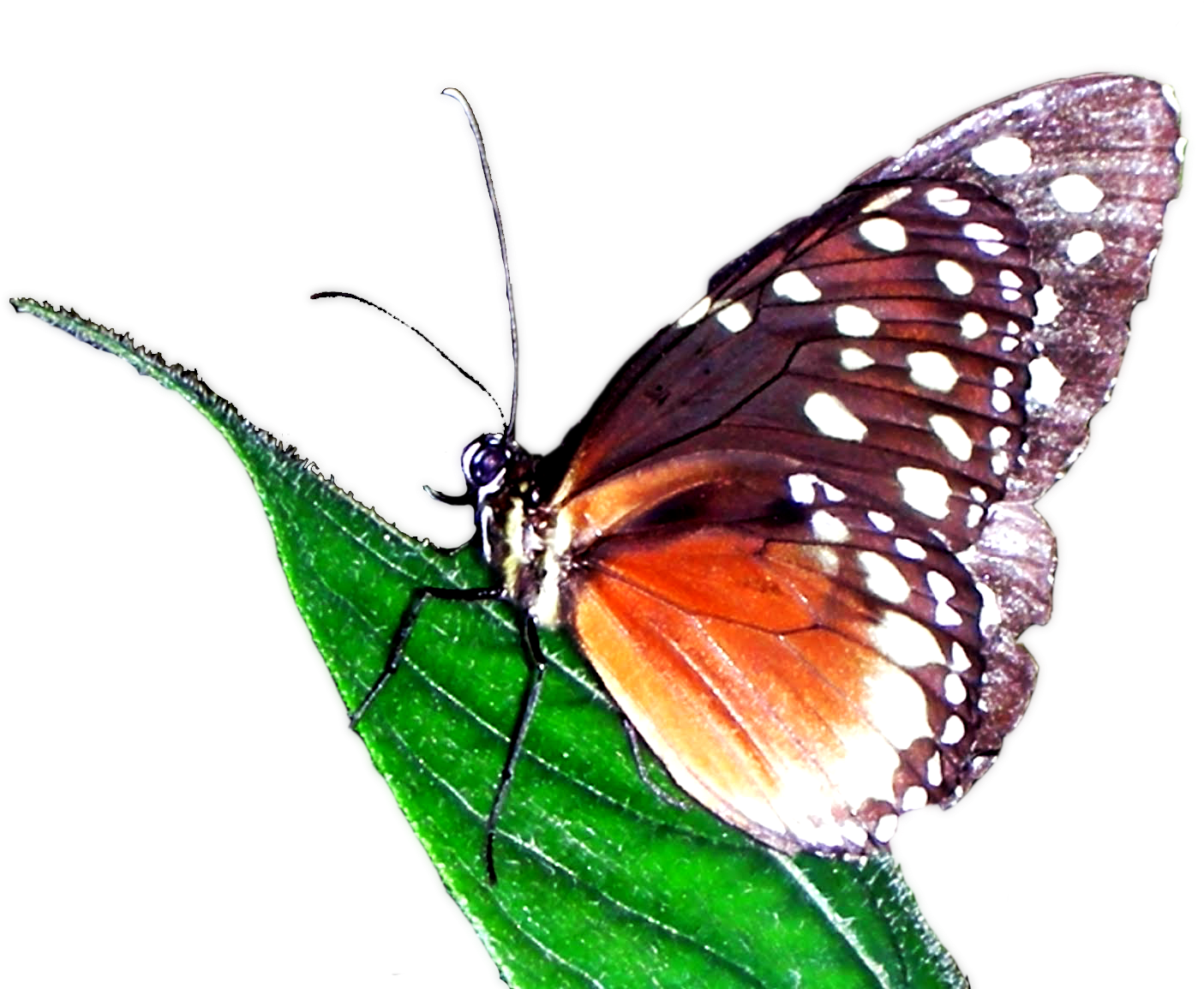 Historia - Monarch Butterfly (1600x1200)