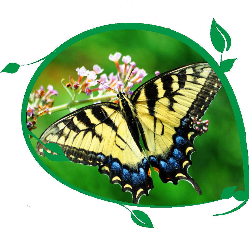 Butterly Butterfly - National Learn About Butterflies Day (1048x936)