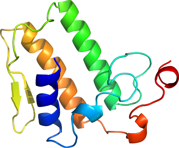 Organism Line Clip Art - Organism Line Clip Art (604x500)