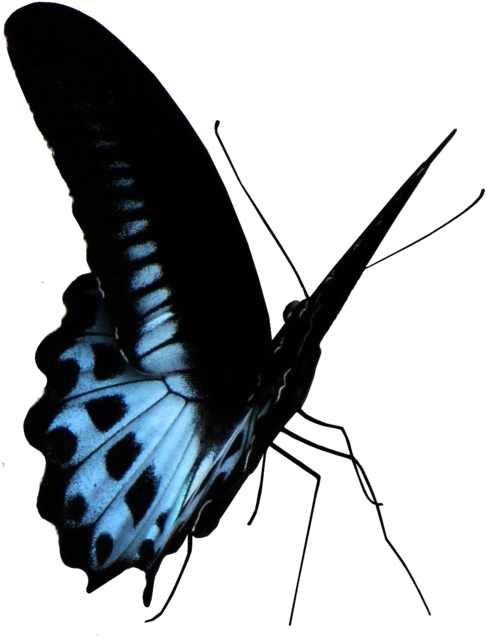 Morph Butterfly Psd By Xybutterfly - Limenitis Camilla (897x891)