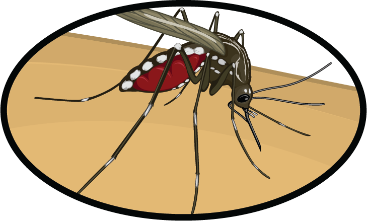 Here's What You Need To Know About The Zika Virus To - Illustration (729x439)
