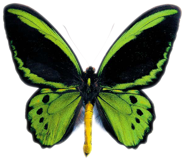 Australian Butterflies Logo - Ornithoptera Priamus Poseidon (600x600)