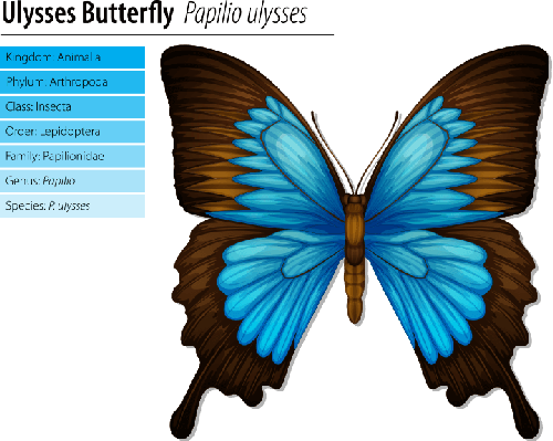 Blue Mountain Swallowtail - Blue Mountain Swallowtail Butterfly (500x399)