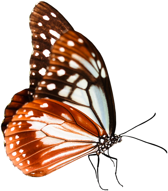 Nature, Animals, Butterfly, Insect, Fly, Wing, Probe - Monarch Butterfly (960x720)