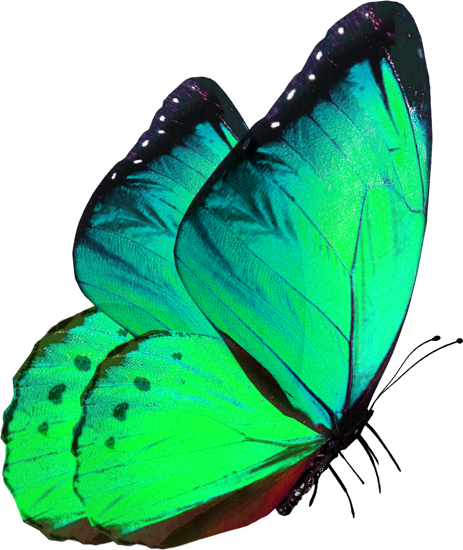 Butterfly Transparency And Translucency - Borboleta Azul Pousando Png (2480x3508)