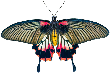 Nature, Animals, Butterfly, Insect - Coussin Pink Butterfly, Orange (510x340)