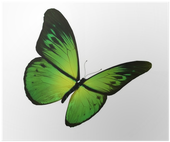 Green Butterfly Flying, Isolated On White Background - Blue (400x400)